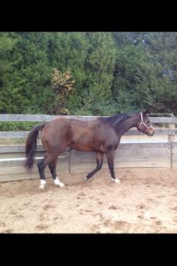 STOLEN EQUINE Hes A Dreamy Miracle, Near Climax, NC, 27233